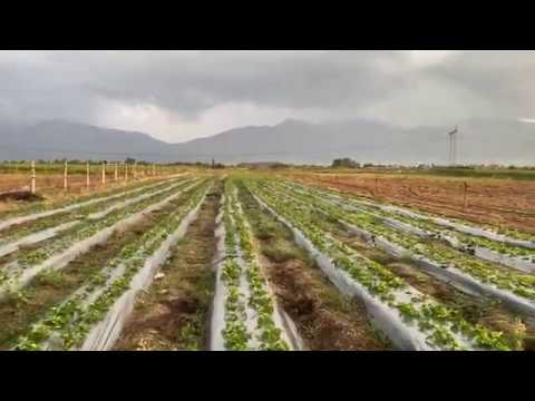 Видео: Ново насаждение ягоди сорт Клери 35 дни след засаждане на замразен разсад на полето