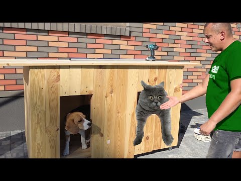 Видео: НОВОСЕЛЬЕ ШЕРЛОКА. ДРУЗЬЯ В ГОСТЯХ У ЩЕНКА. БРОС ШОУ ПЕТ