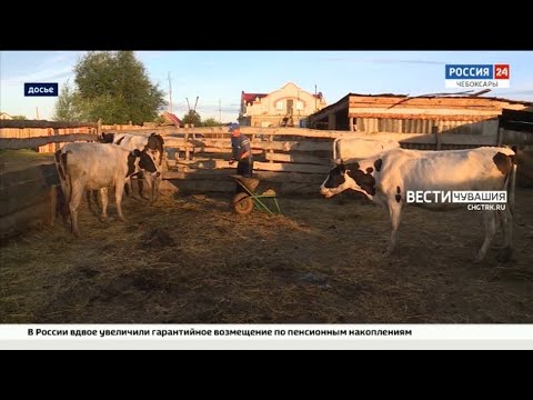 Видео: Владельцам ЛПХ Чувашии становится невыгодно держать коров