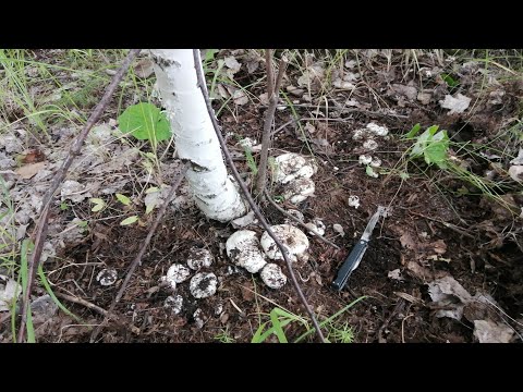 Видео: Груздь осиновый (скрипун). Чистим, маринуем, солим.