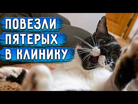 Видео: Везу новеньких на обследование и кастрацию. Угольку трудно дышать. Оди собрался в побег.