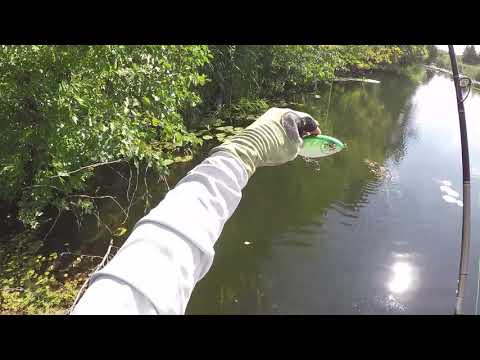 Видео: Разведка с джерками на малой реке.