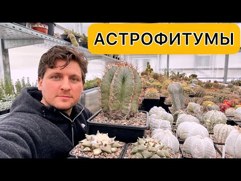 Видео: Астрофитумы (Astrophytum) в моей коллекции кактусов. Сорта, виды, размножение, уход.