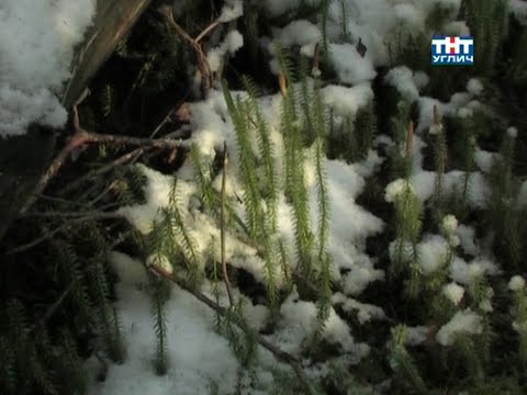 Видео: Наедине с природой. Плаун годичный | 2009