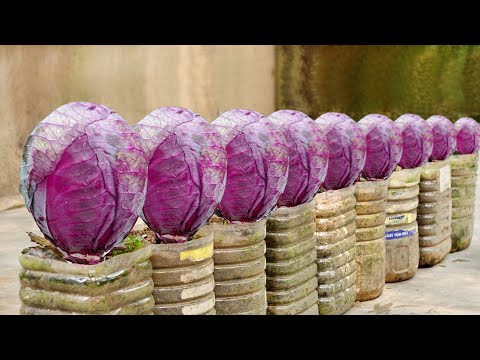 Видео: Как вырастить супер вкусную фиолетовую капусту в домашних условиях