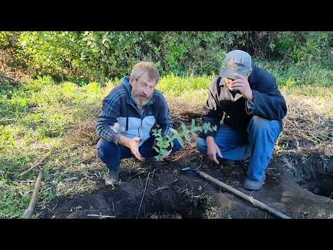 Видео: СУПЕРЗАКЛАДКА ЖИМОЛОСТИ!  Сажайте жимолость в середине осени.