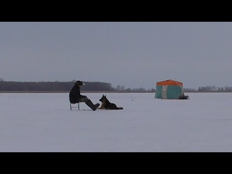 Видео: Рыбалка на Волге. Ветер-сильный. Рыба-ерш. Пельмени-вкусные!