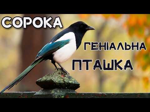 Видео: СОРОКА — ГЕНІЙ серед птахів! Птах, який РОЗУМІЄ СЕБЕ!