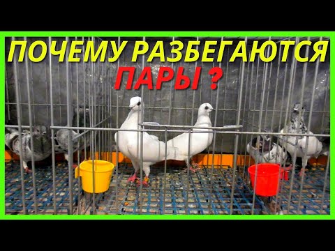 Видео: ПАРОВКА ГОЛУБЕЙ Способ как  спаривать голубей / Голуби к сезону 2023