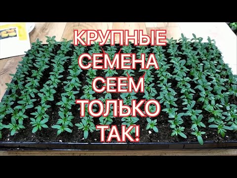 Видео: БАРХАТЦЫ? СУПЕР ПОСЕВ КРУПНЫХ СЕМЯН!