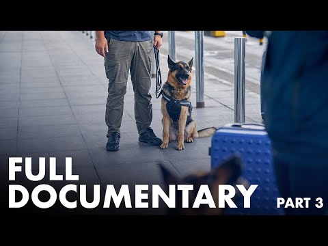 Видео: Рабочий пёс — полный документальный фильм (часть 3/4)