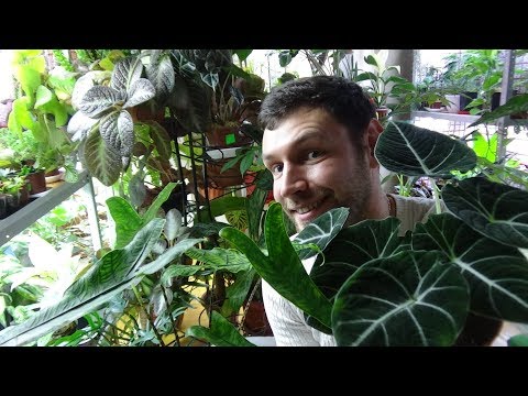 Видео: Размножение Алоказии. Alocasia black velvet