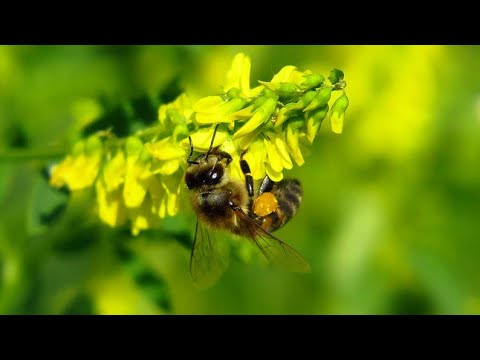 Видео: 20 июля - Пасека после града, пробная откачка меда, АЦ Западный г. Тамбов - цены.