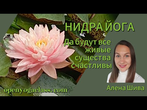 Видео: Да будут все живые существа счастливы Йога Нидра. Алена Шива. Дата 01.10.2025