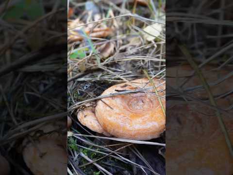 Видео: Справжні рижики 😃🧡 #mushroom #nature #wildmushrooms #природа #mushroomforest #ліс #fungi