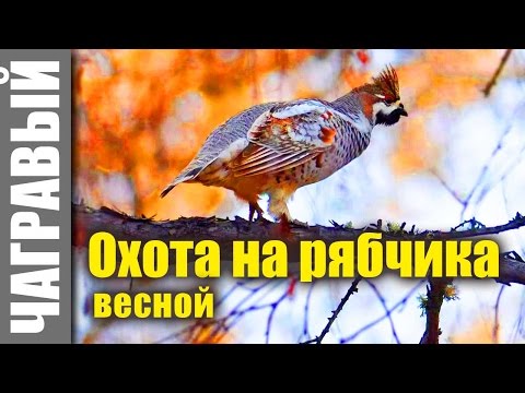 Видео: Охота на рябчика весной | гуманная. Bloodless hunting of hazel grouse in spring