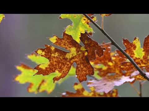 Видео: 😘🕊️🌅 СНОВА ХИТ! БОНУС ДЛЯ ТЕРПЕЛИВЫХ ЗРИТЕЛЕЙ!👍😘