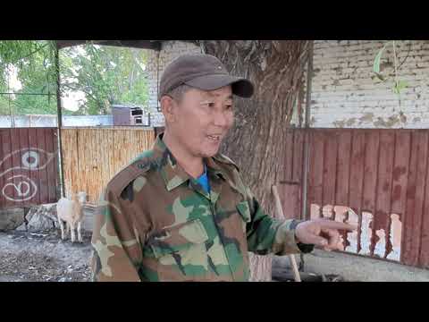 Видео: Нурбек Саяк: "Уй баккандан көрө асыл тукум сүттүү эчки кармаган пайдалуу".