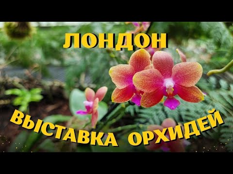Видео: Лондон. Выставка орхидей в ботаническом саду Kew Gardens. Февраль 2025.