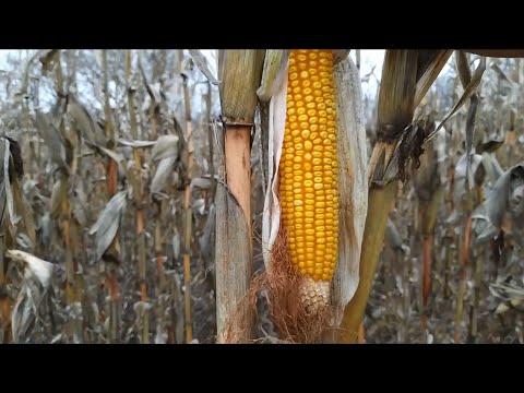 Видео: Убираем кукурузу