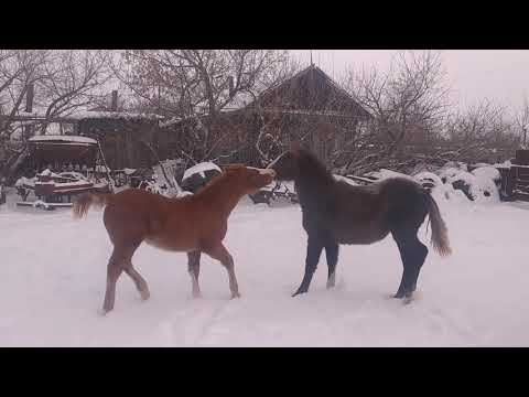 Видео: Жеребец Малыш.| Жасминка, Барсик, и Бразилия резвятся на свежем снегу.| Рассказываю про КОЛИКИ.