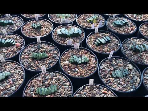 Видео: Размножение листом Haworthia truncata