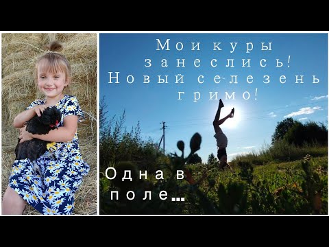 Видео: Рецепт от инфекций кур//Новый селезень в хозяйстве//Уборка сена вручную