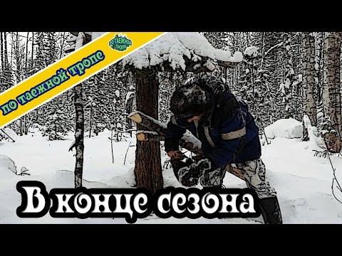 Видео: Охота. Жизнь в тайге. Сезон охоты заканчивается. Попался соболь в проходной капкан.