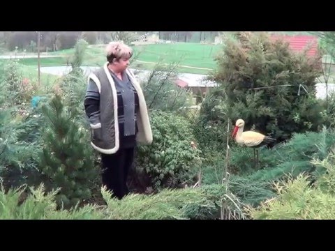 Видео: Древовидный  Пион. Как Правильно Ухаживать За Древовидным Пионом