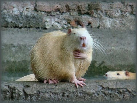 Видео: НУТРИЯ БЕЗ ВОДЫ ВЫЖИВЕТ ИЛИ НЕТ