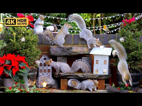 Видео: [NO ADS] Кино Для кошек и собак 😸 Рождественские птицы и белки 🕊️🐿️ птички для кошек