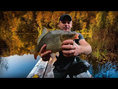 Видео: Ловля карпа осенью на Днепре. Рыбалка на макуху.