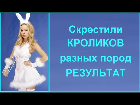 Видео: ЭКСПЕРИМЕНТ! Кролик породы бургундский - все ли так просто? Калифорния+ НЗКашка @sailor74Dima