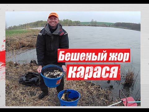 Видео: Бешеный жор карася Ч 1