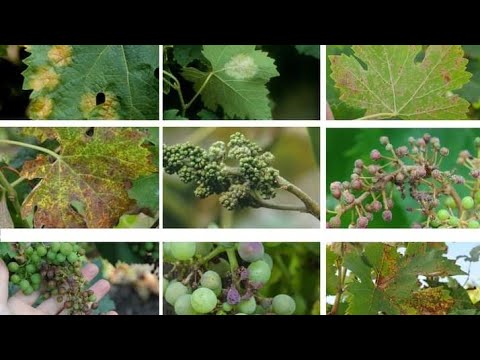 Видео: Что такое эпидемия ложной мучнистой росы винограда? (Профилактика симптомы и лечение).