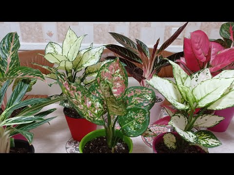 Видео: Комнатные цветы. Обзор комнатных цветов по алфавиту.Буква "А"аглаонемы.