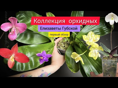 Видео: Очень интересная коллекция орхидных у Елизаветы Губской. Первый обзор уникальной коллекции Mituo ...