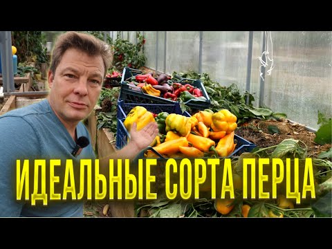 Видео: С сортами перца я определился, посмотрите какие сорта я сажаю у себя и всегда с урожаем