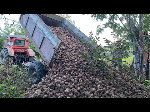 Видео: Ми викопали картоплю ...