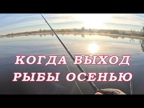 Видео: Нужна ли Утренняя рыбалка Осенью! Когда у КРУПНОЙ РЫБЫ ВЫХОД!