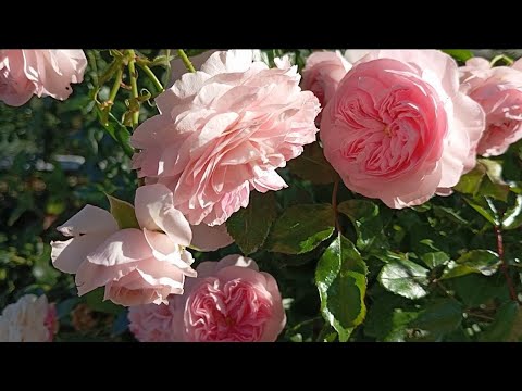 Видео: 😅🌹Шкода,та з деякими трояндами я вирішила попрощатися.З якими саме та чому?!