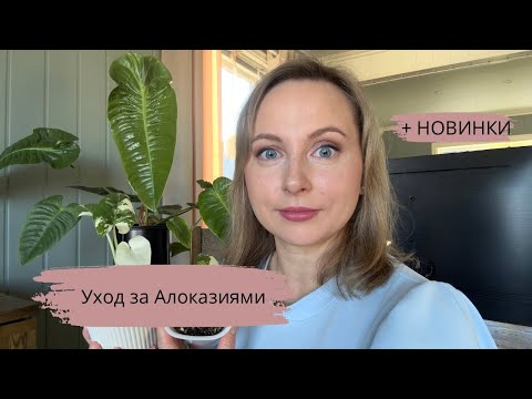 Видео: Уход за Алоказиями: адаптация, полив и грунт🌱☺️