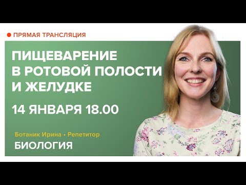 Видео: Биология | Пищеварение в ротовой полости и желудке