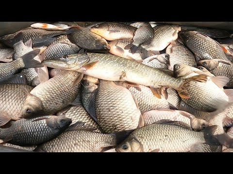 Видео: рыбалка на паук подъёмник