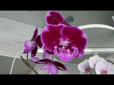 Видео: Орхидеи и радуют, и разочаровывают, всё бывает! С некоторыми расстаюсь.