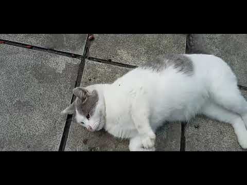 Видео: БАКУ-НОВХАНЫ  , ДАЧА , ОСЕНЬ