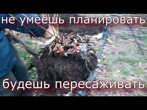 Видео: Садовая черника. Часть1. Схема посадки.