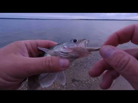 Видео: Ловля судака на тюльку. Рыбалка в сентябре на фидер. Судак. Берш на Чебоксарке