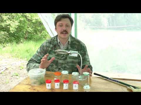 Видео: XXXVI Зеленая олимпиада. 22-23 мая 2021 года