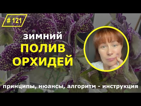 Видео: # 121 Как поливать домашние орхидеи?! Зимний полив орхидей  #ОрхидеиДляНачинающих  #орхоуроки